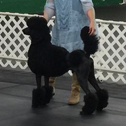 Mr. Darcy - Poodle