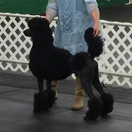 Mr. Darcy - Poodle