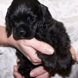 Cocker Spaniel Puppies from Cocoa's Cockers