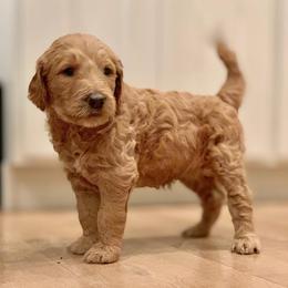 Goldendoodle Puppies from Sunnydoodle Utah