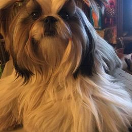Palaquin breeder of Shih Tzu