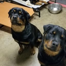 Rottweiler All Grown Up from Von Edlenhaus Rottweilers