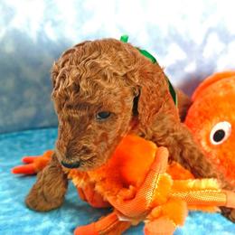 Poodle Puppies from Sunset Maple Poodles