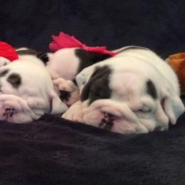 Bulldog Puppies from Raise The Woof Bulldogs