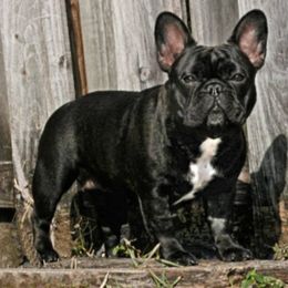 Raven - French Bulldog