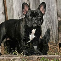 Raven - French Bulldog