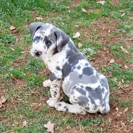 Bernese Mountain Dog and Great Dane Puppies from Stonebrook Gentle Giants