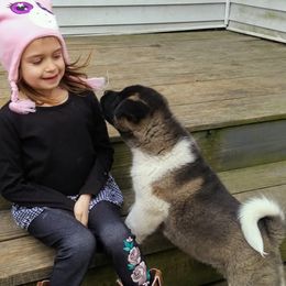 Akita Puppies from BleuMoon Akitas