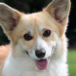 Pembroke Welsh Corgi adult dog
