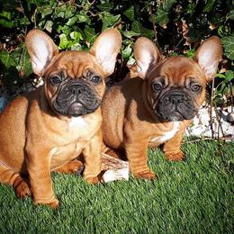 French Bulldog Puppies from North Idaho Frenchies