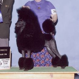 Ablaze - Poodle