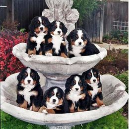  Puppies from Brooks Berner Bears