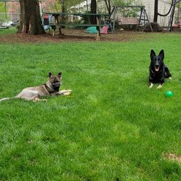 German Shepherd All Grown Up from Briskhof German Shepherd Dogs