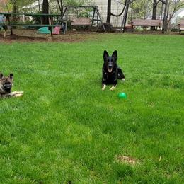 German Shepherd All Grown Up from Briskhof German Shepherd Dogs