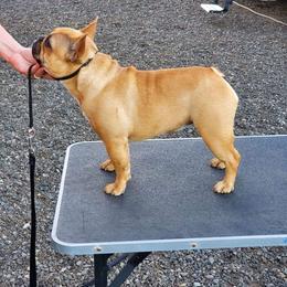 French Bulldog and Pembroke Welsh Corgi Puppies from Laurel Canyon Kennels