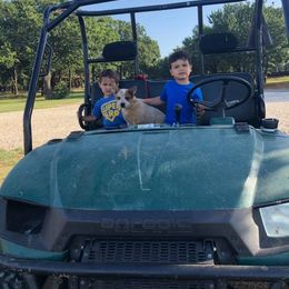 Toy Australian Shepherd Puppies from Double M Toy and Mini Aussies