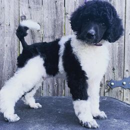 Poodle Puppies from Crystal Creek Standard Poodles