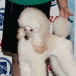 Destiny - Miniature Poodle