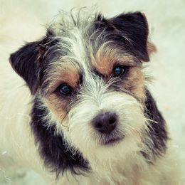 Cam - Jack Russell Terrier