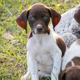 German Shorthaired Pointer and Labrador Retriever Puppies from LL Gun Dogs, LLC