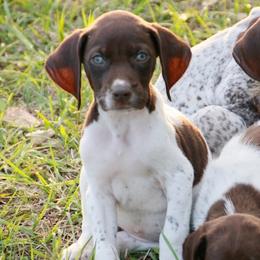 German Shorthaired Pointer and Labrador Retriever Puppies from LL Gun Dogs, LLC