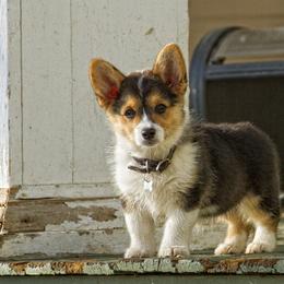 Pembroke Welsh Corgi Puppies from Half Hitch Corgis