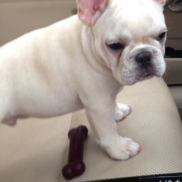 French Bulldog Puppies from Stonehill's French Bulldogs