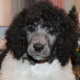 Poodle Puppies from DuBois Standard Poodles