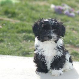 Havanese Puppies from Revistio Havanese
