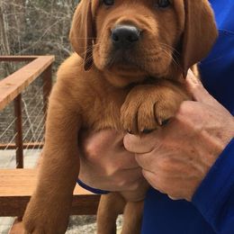 Laurkim Labradors breeder of Labrador Retriever