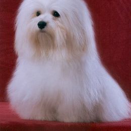 Biewer Terrier and Havanese All Grown Up from Lordocs