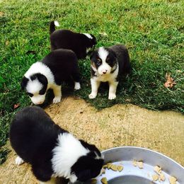 Border Collie Puppies from Flat Rock Border Collies