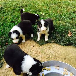 Border Collie Puppies from Flat Rock Border Collies