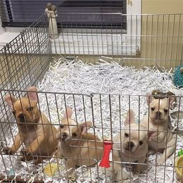 French Bulldog Puppies from Fronteer Frenchies