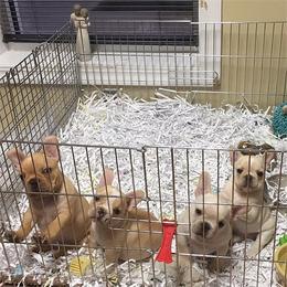 French Bulldog Puppies from Fronteer Frenchies