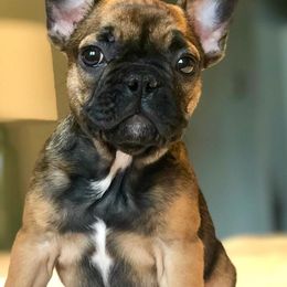 French Bulldog Puppies from Creme De La Creme Frenchies