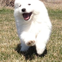  Puppies from El Samoyeds