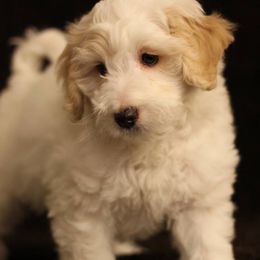 Goldendoodle Puppies from Ouachita Gold Diggers