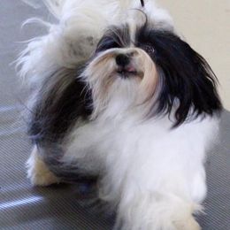 Biewer Terrier and Havanese All Grown Up from Lordocs