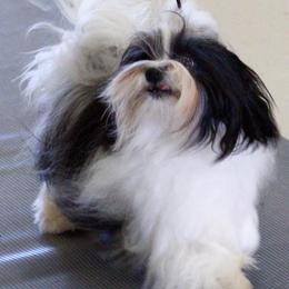 Biewer Terrier and Havanese All Grown Up from Lordocs