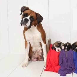 Boxer Puppies from Hawk Creek Boxers