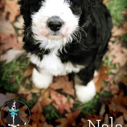 Blue Bell Bernedoodles breeder of Bernedoodle