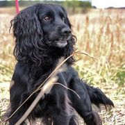 Cocker Spaniel and Irish Water Spaniel All Grown Up from Saracen Cockers