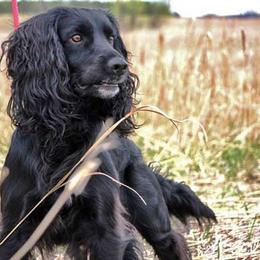 Cocker Spaniel and Irish Water Spaniel All Grown Up from Saracen Cockers