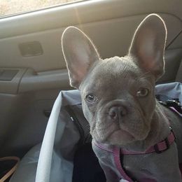 English Bulldog and French Bulldog Puppies from Superb Bulldogs
