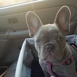 English Bulldog and French Bulldog Puppies from Superb Bulldogs