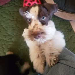 Miniature Schnauzer Puppies from The Happy Schnauzer Place