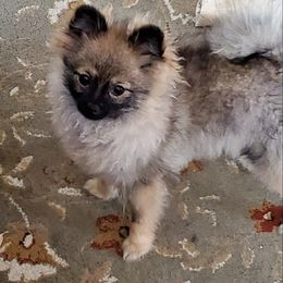 Pomeranian Puppies from Pampered Pomeranians