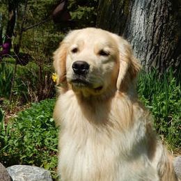 Gaucho - Golden Retriever