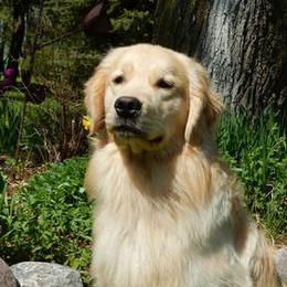 Gaucho - Golden Retriever